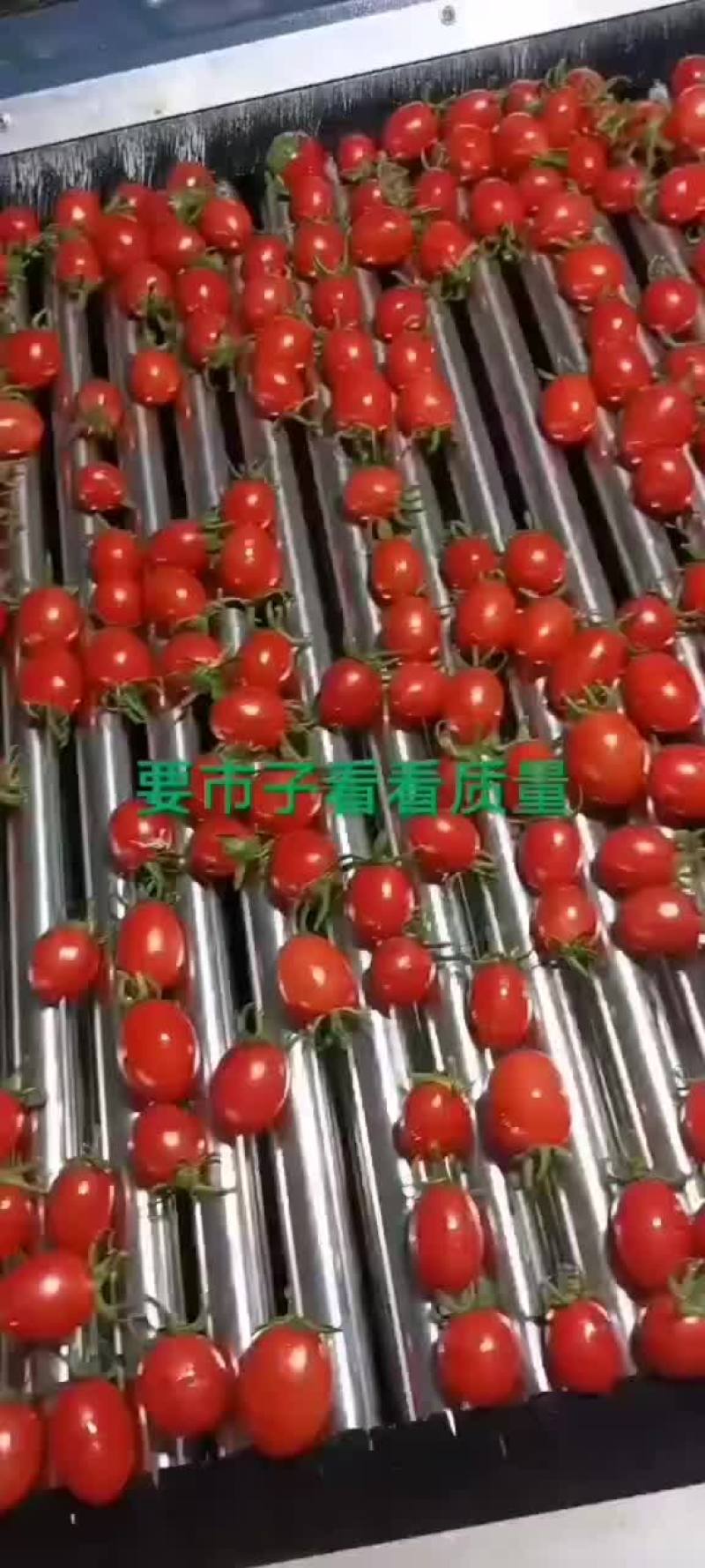 【精品聊城圣女果】产地发货，大量上市，欢迎实地考察订货