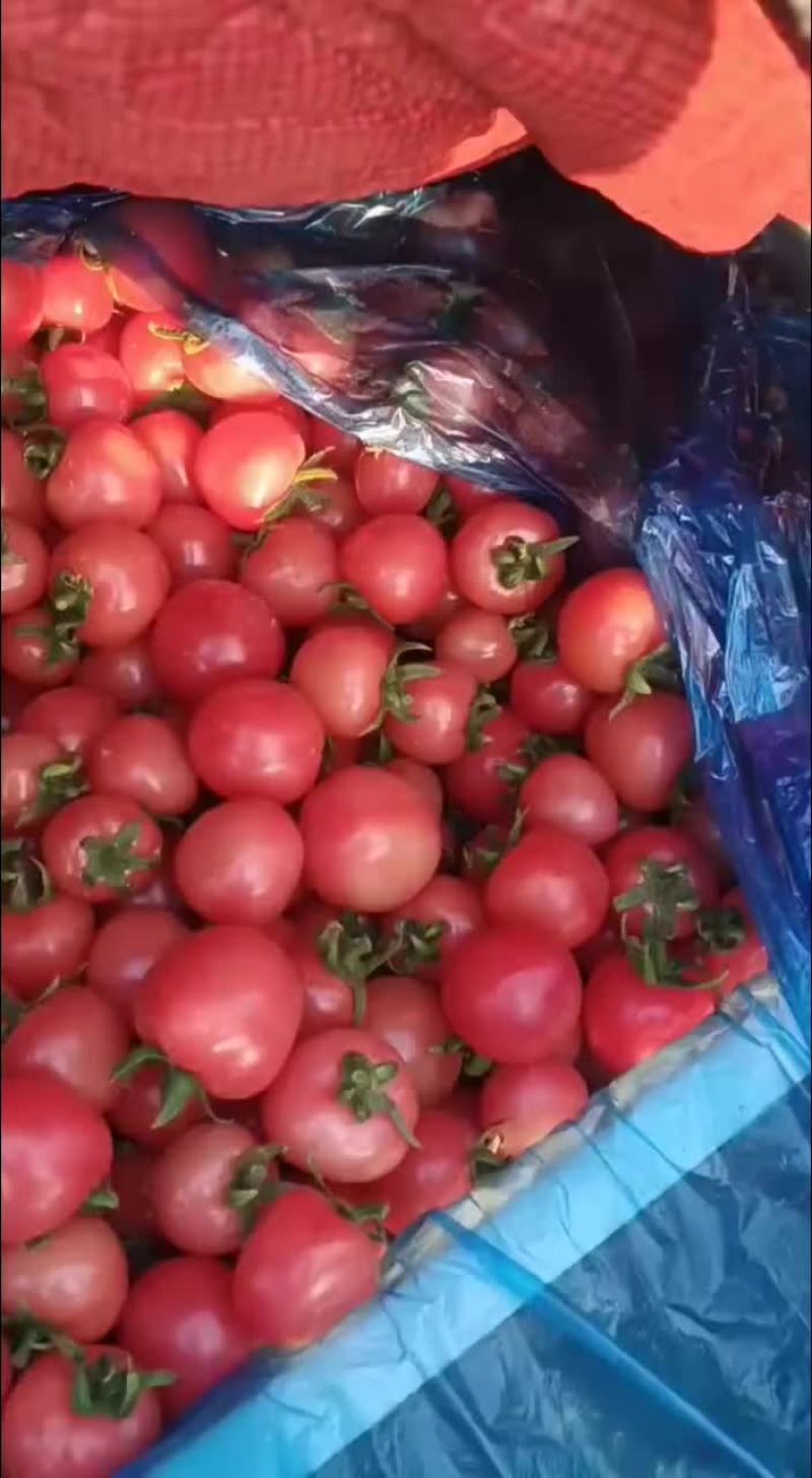 【精品聊城圣女果】产地发货，大量上市，欢迎实地考察订货