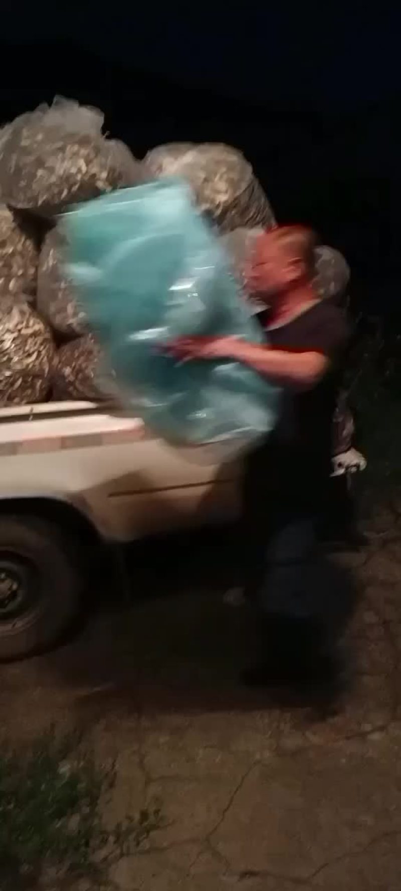 榛蘑