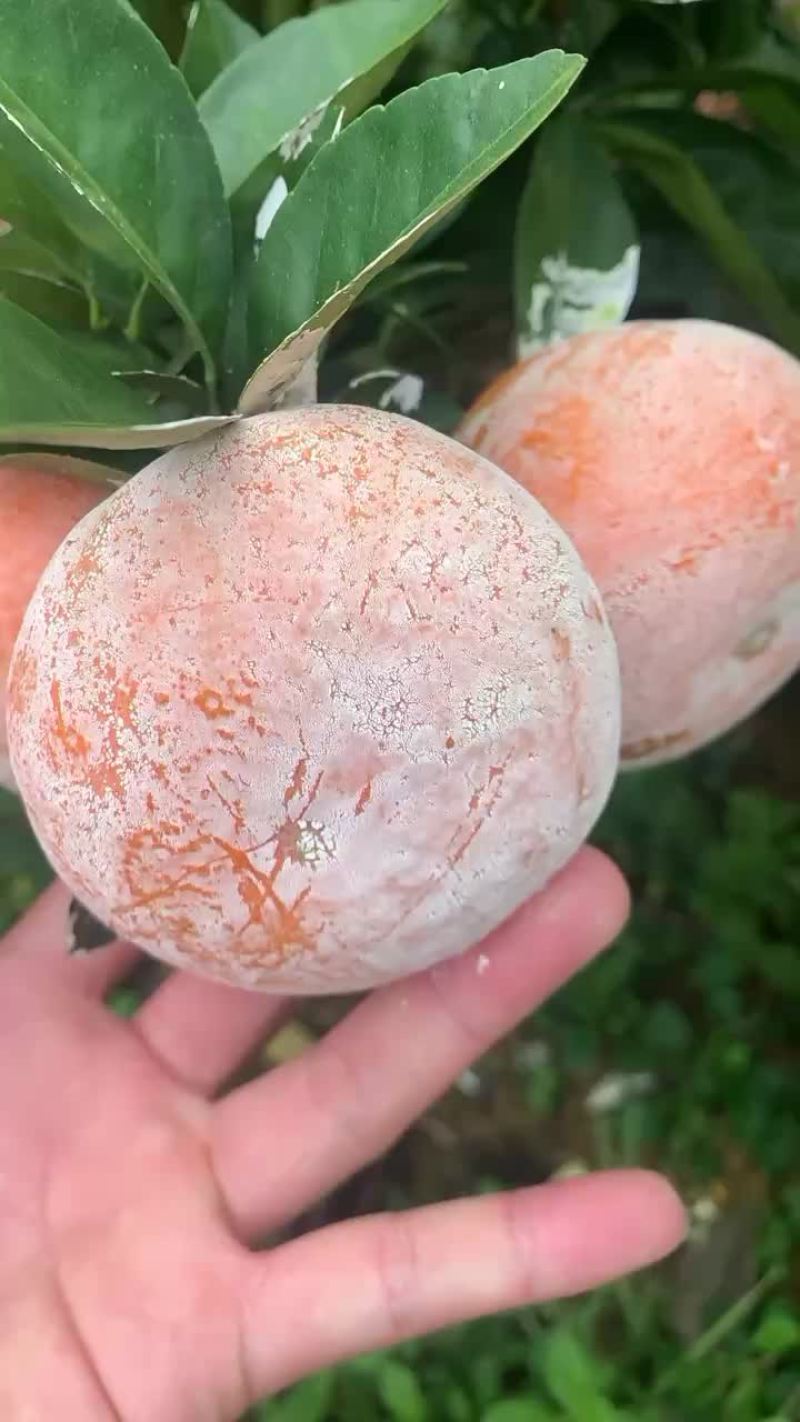 茂谷柑大量有货