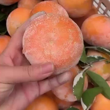 茂谷柑大量有货