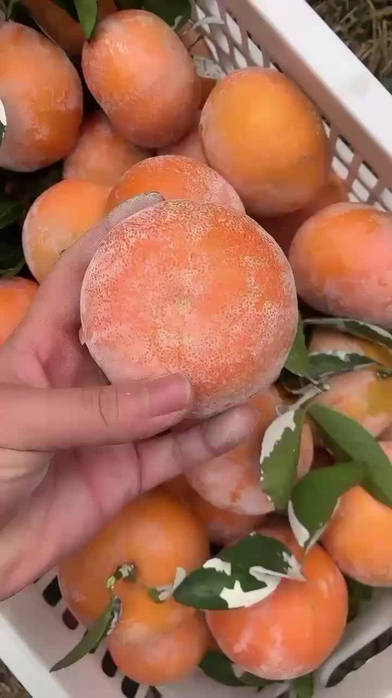茂谷柑大量有货