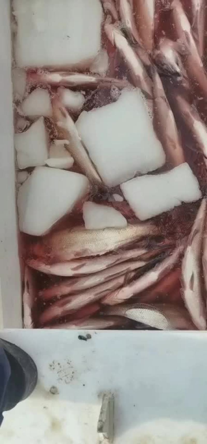 翘嘴白鱼，规格三斤半到七斤，正月十四开塘，数量三万斤
