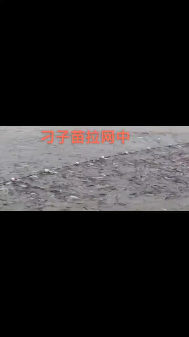 刁子苗翘嘴红鮊苗不跳刁苗