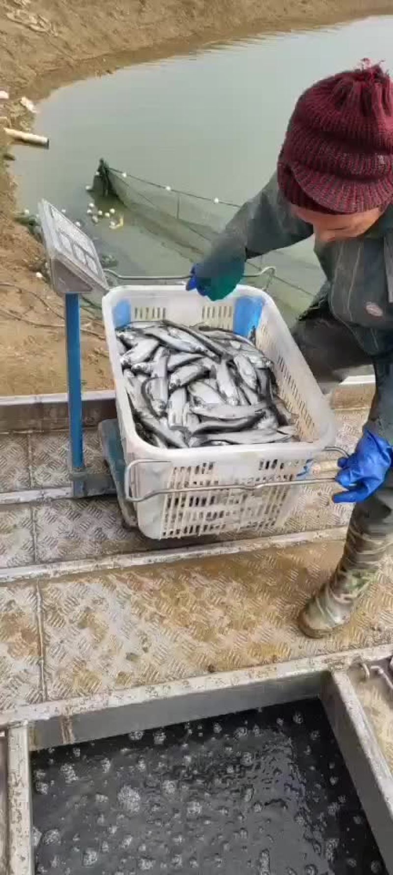 刁子苗翘嘴红鮊苗不跳刁苗