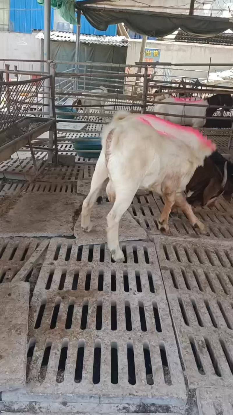 纯种波尔山羊大母羊，羊羔子，种公羊，