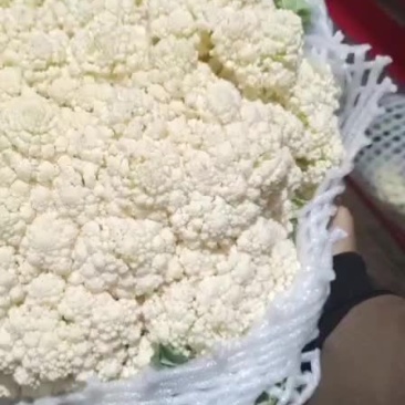 有机花