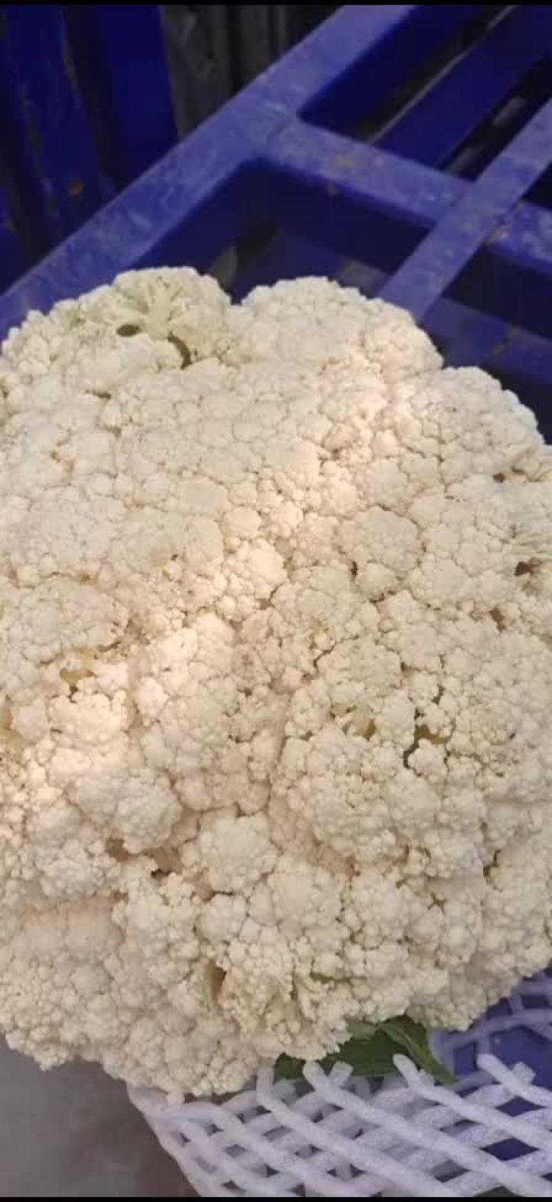 有机花
