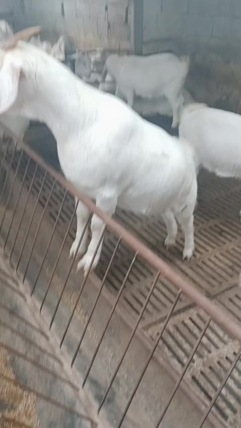 头胎怀孕的美国白山羊大母羊，两个月的羊羔子，种公羊。