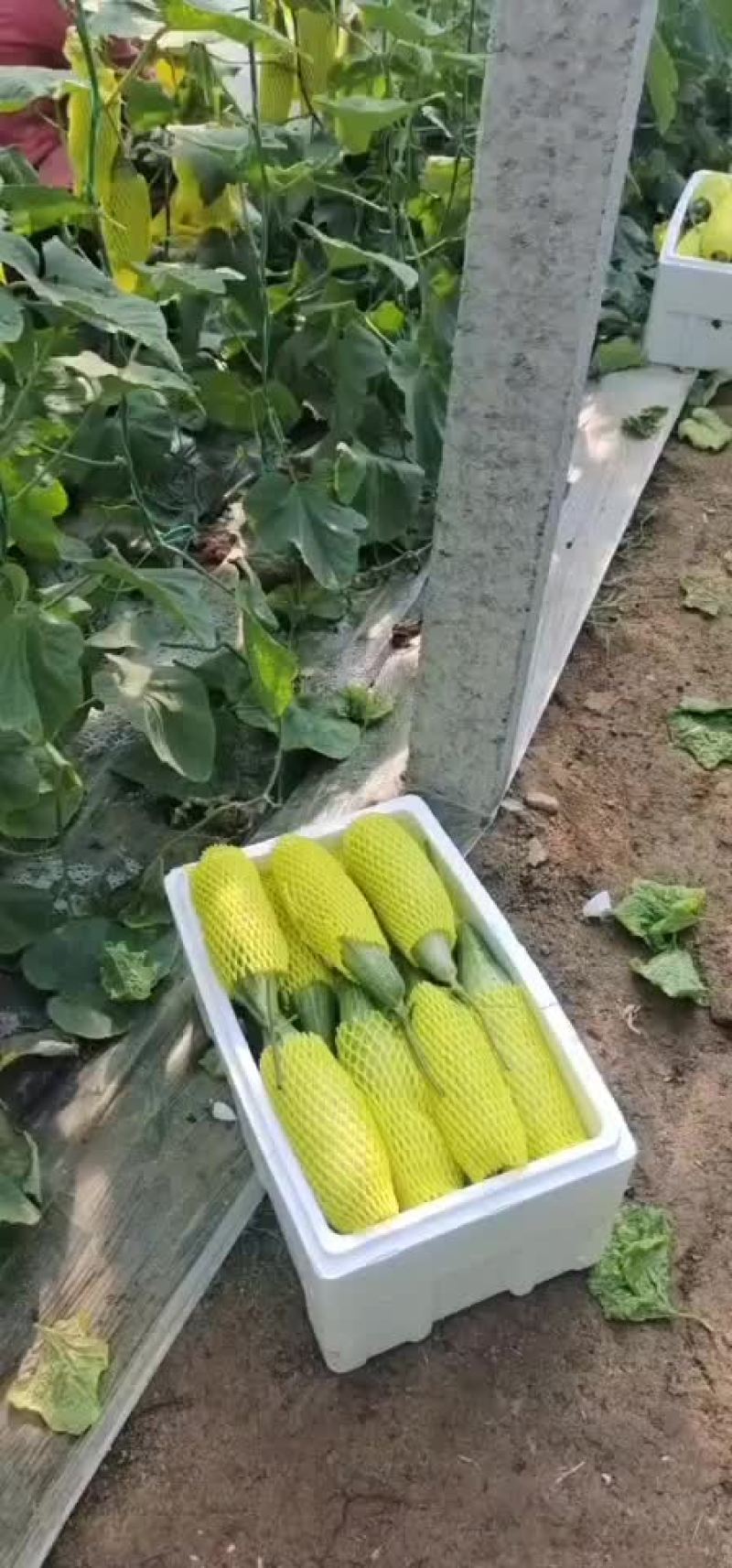 羊角蜜