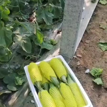 羊角蜜