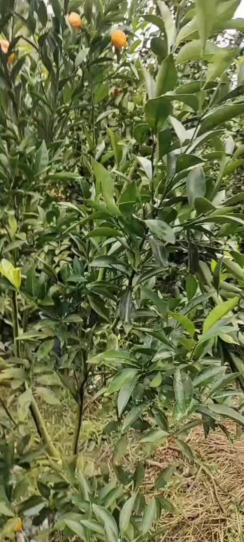 柳江区精品马水