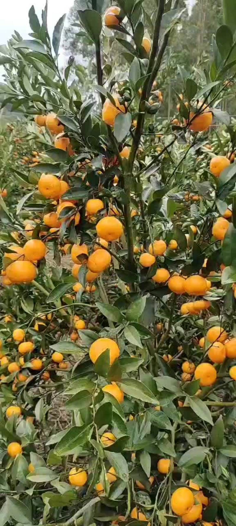 柳江区精品马水