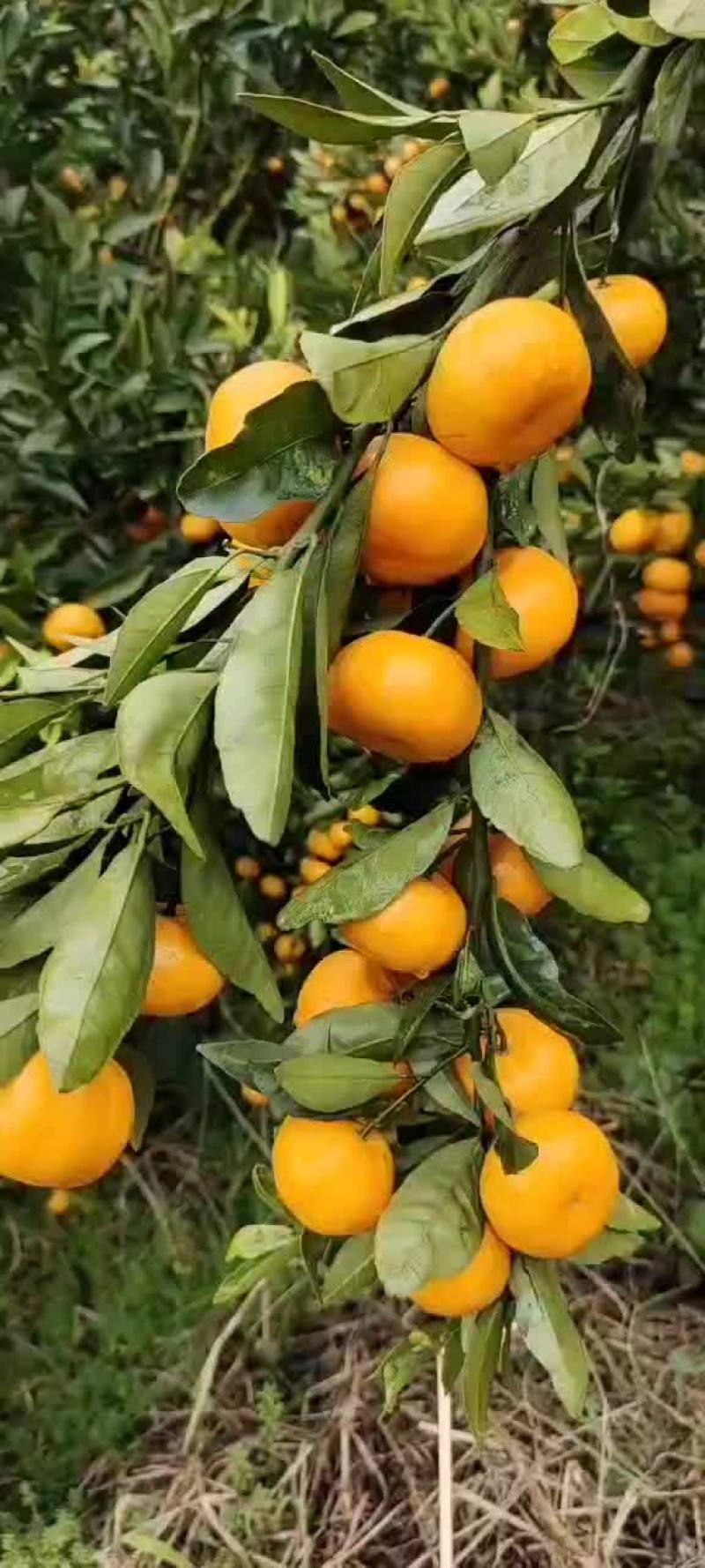 柳江区精品马水