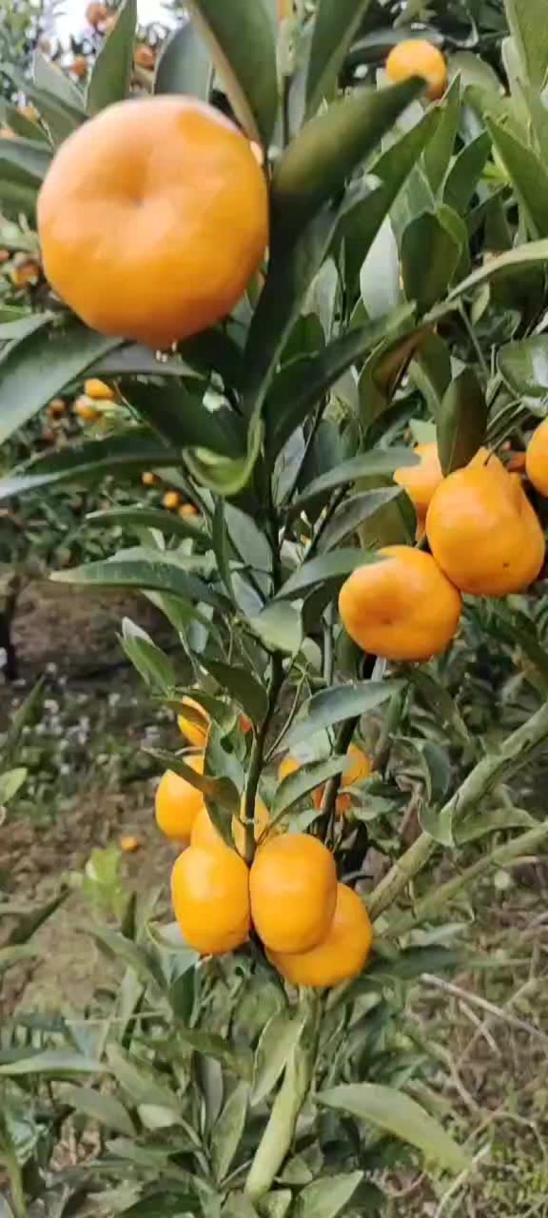 柳江区精品马水