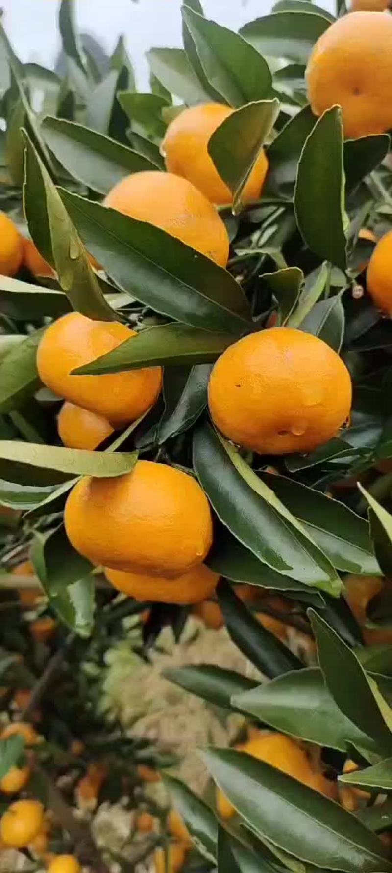 柳江区精品马水