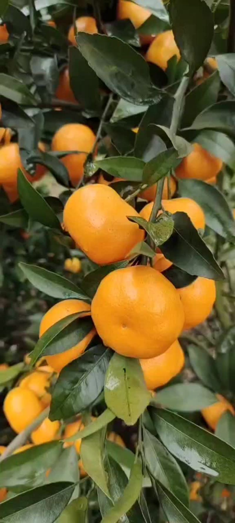 柳江区精品马水