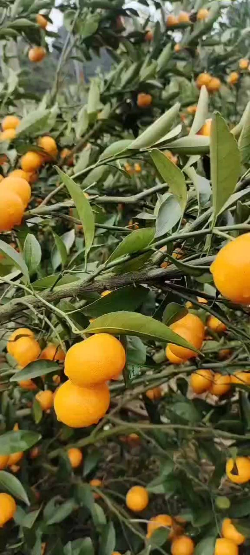 柳江区精品马水