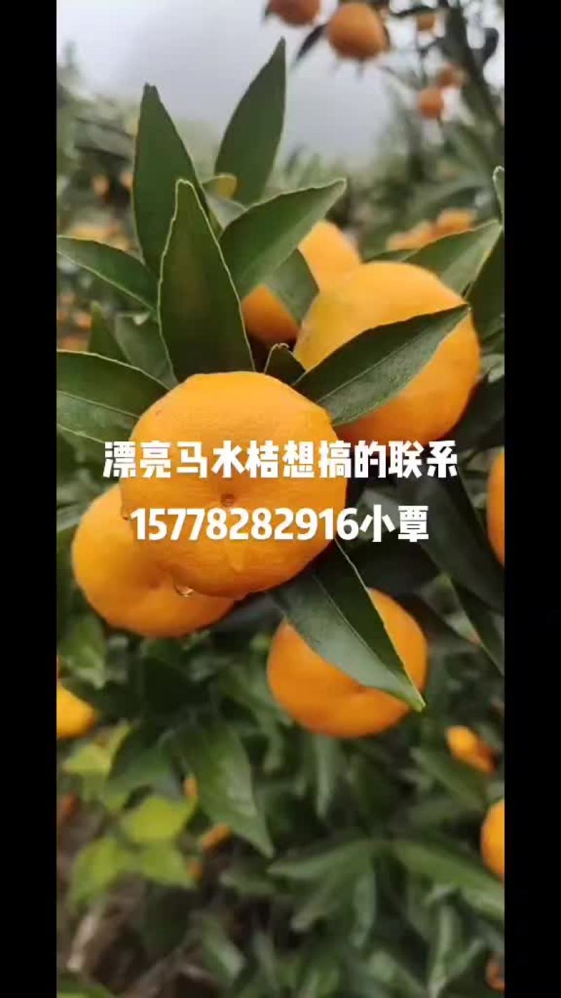 柳江区精品马水