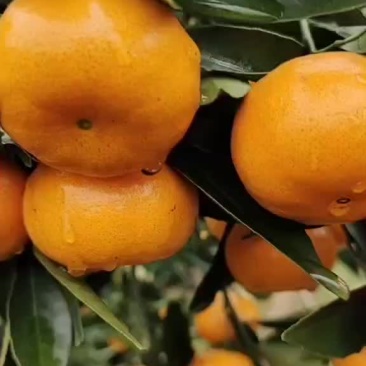 柳江区精品马水