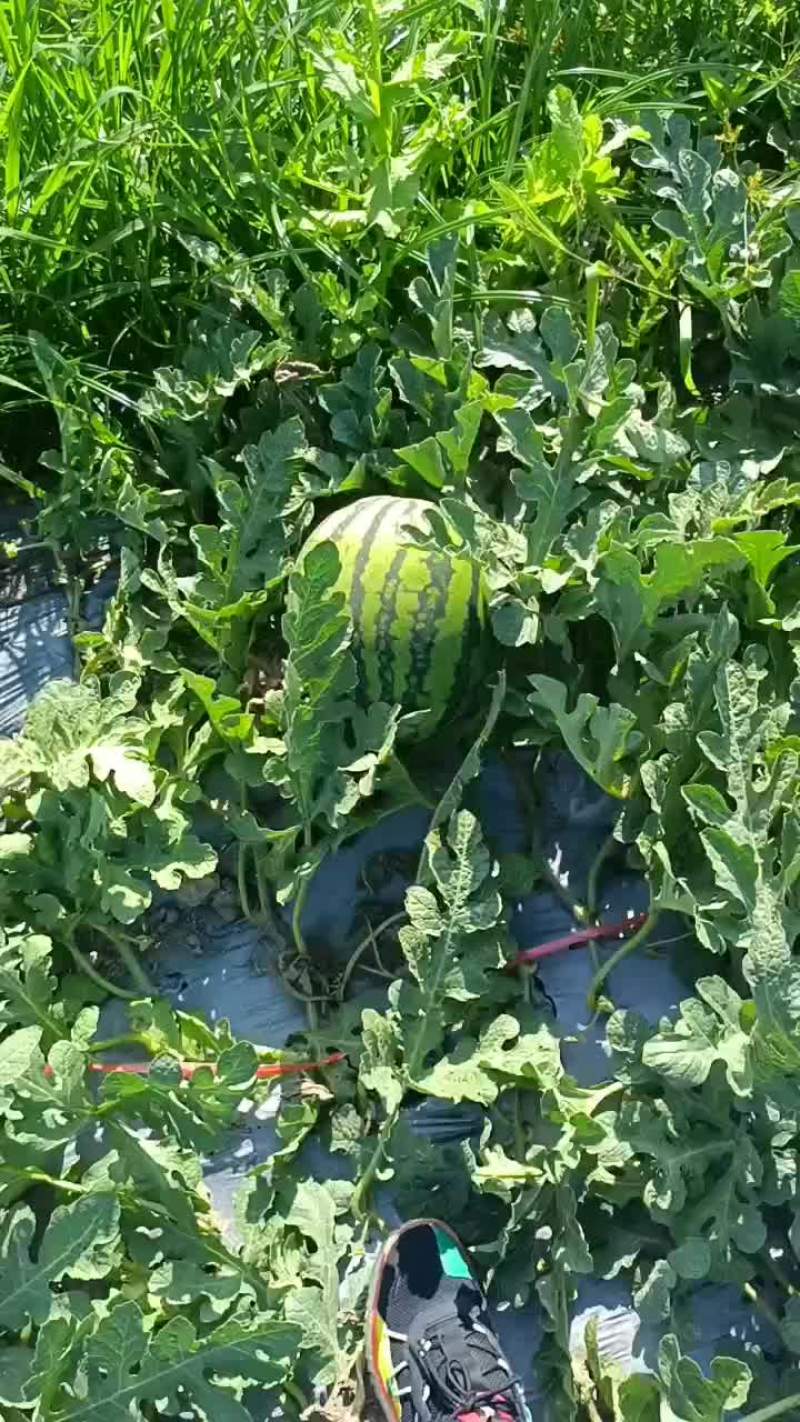 甜王西瓜