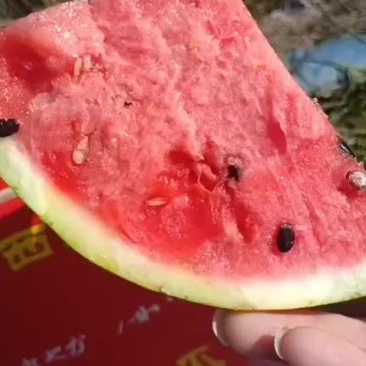 甜王西瓜