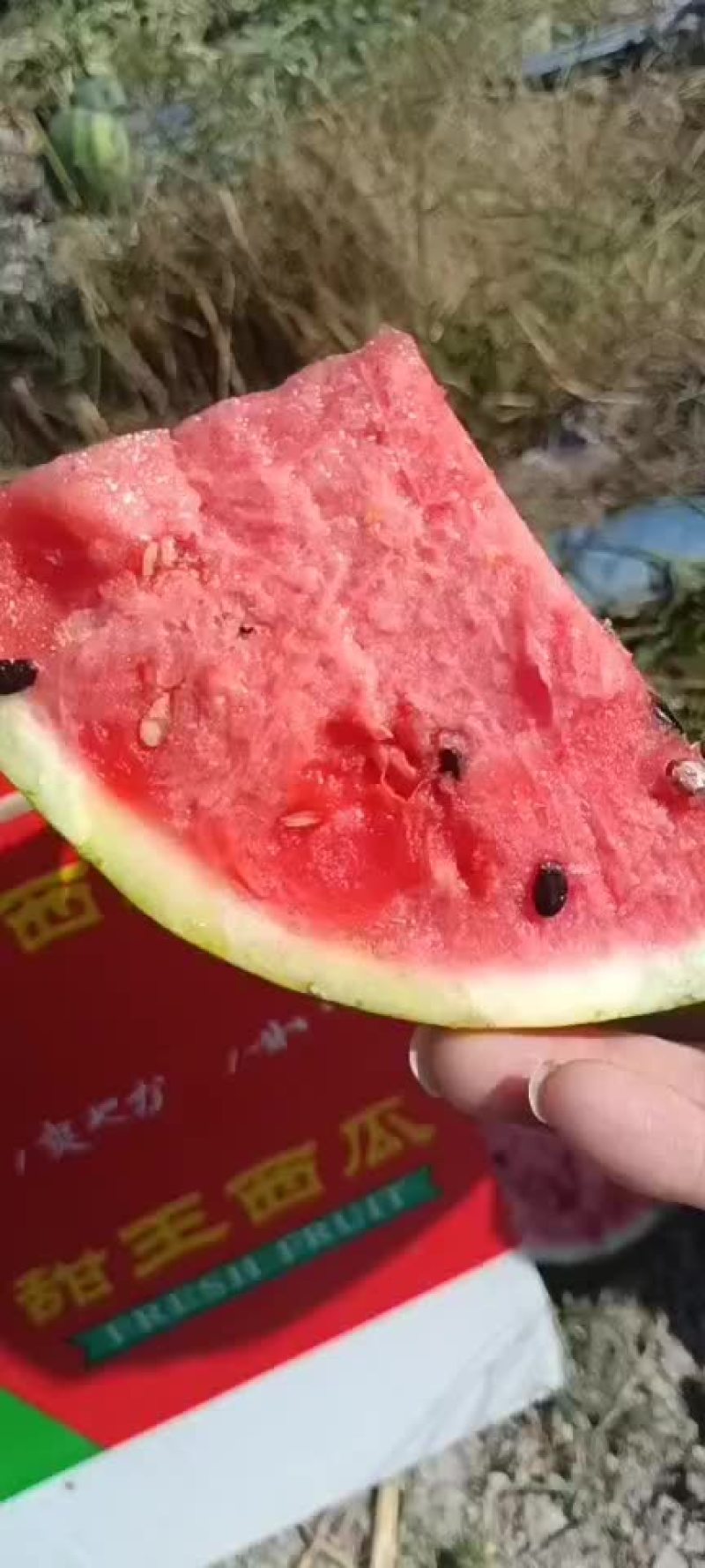 甜王西瓜