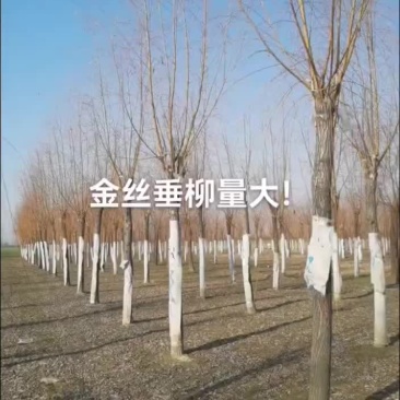 15-18精品金丝垂柳量大