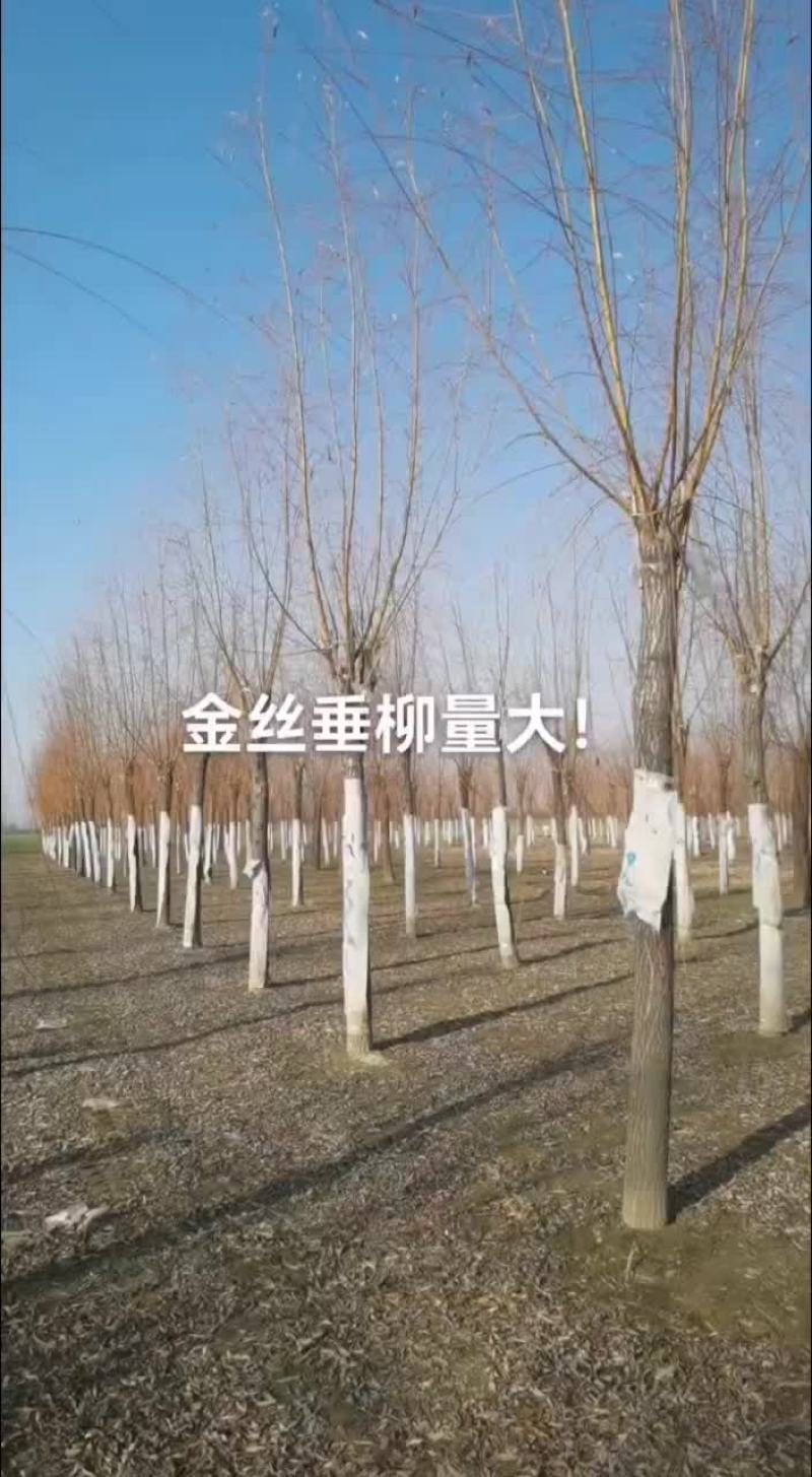 15-18精品金丝垂柳量大