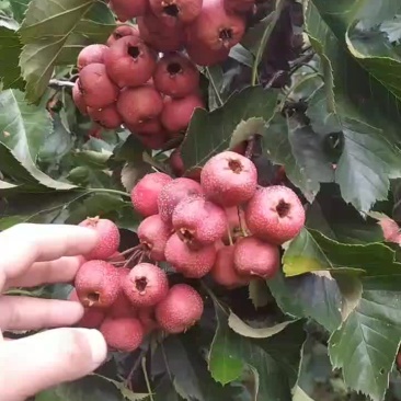 去年自家果园山楂，自己嫁接的山楂树苗，1-4公分的山楂树