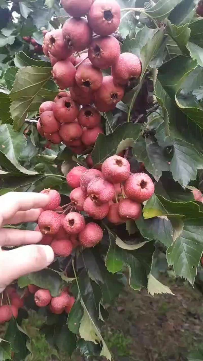 去年自家果园山楂，自己嫁接的山楂树苗，1-4公分的山楂树