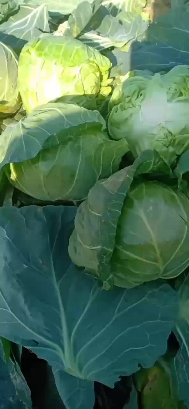 甘兰大量共应需要连系