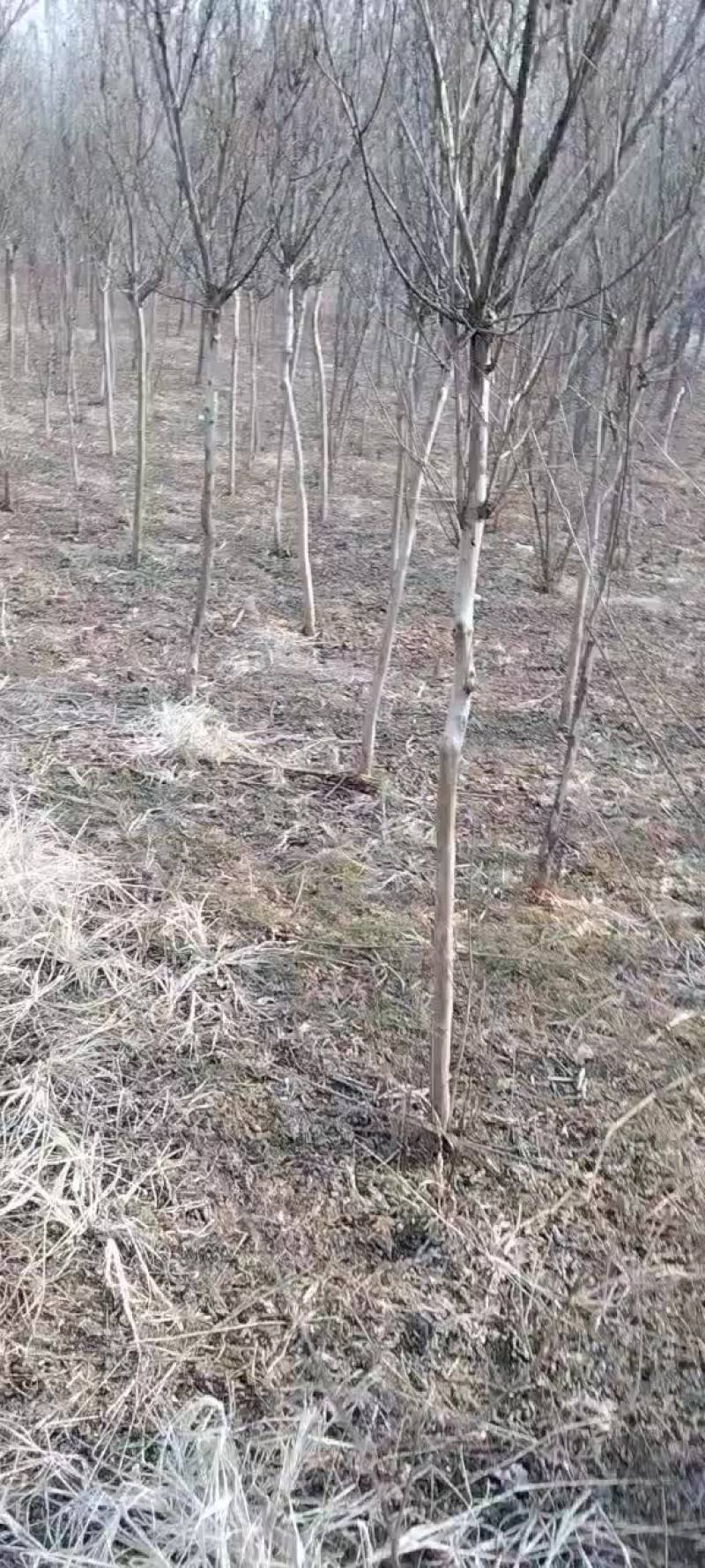 紫薇苗