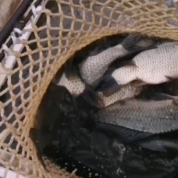 大湘鲫，支持送货上门