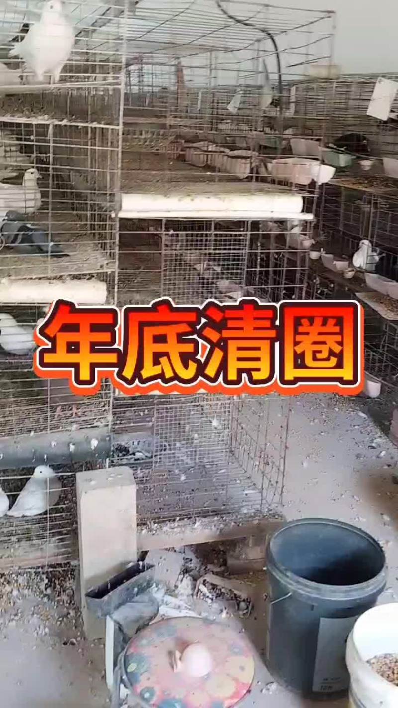 散养区白羽王和落地王月月产鸽月月产蛋一年十窝一窝俩