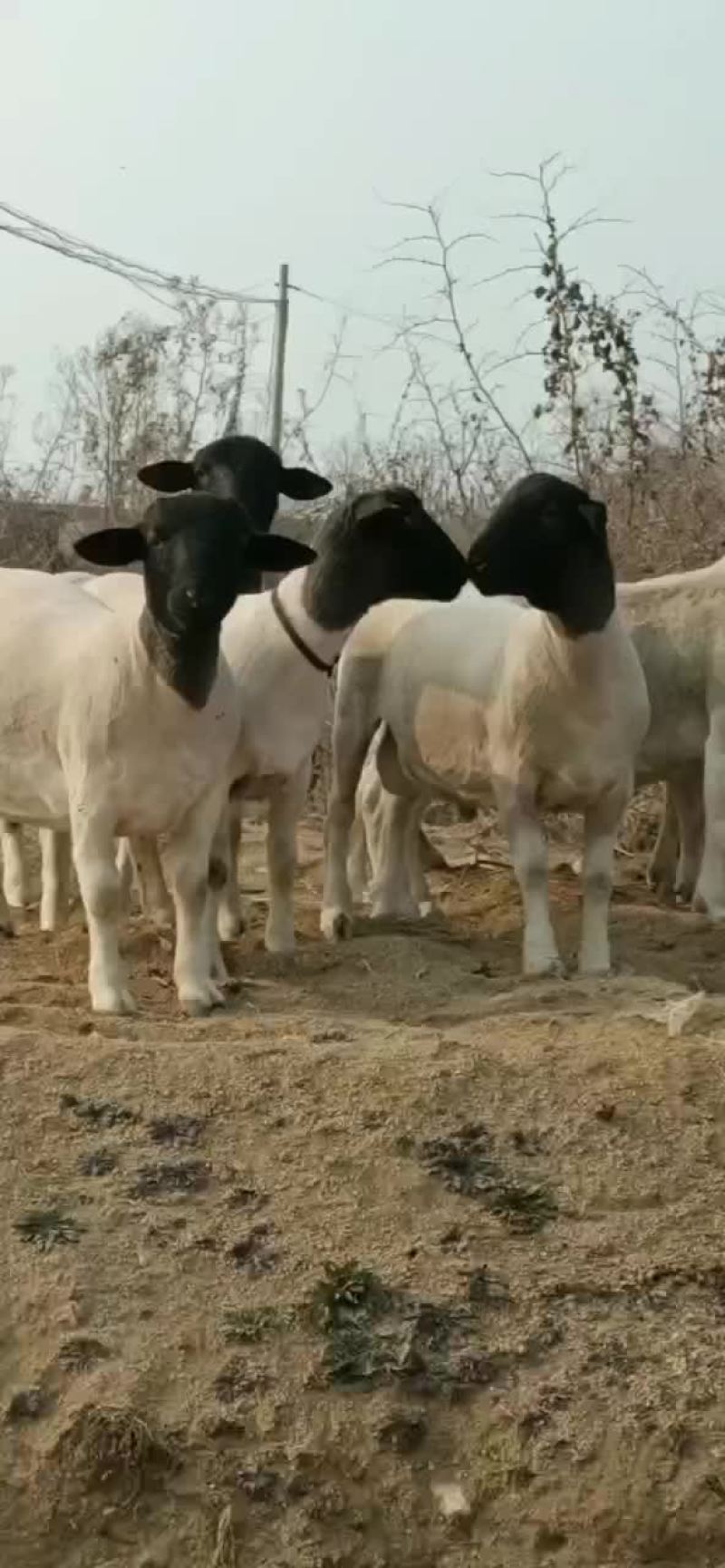 黑头杜泊羊