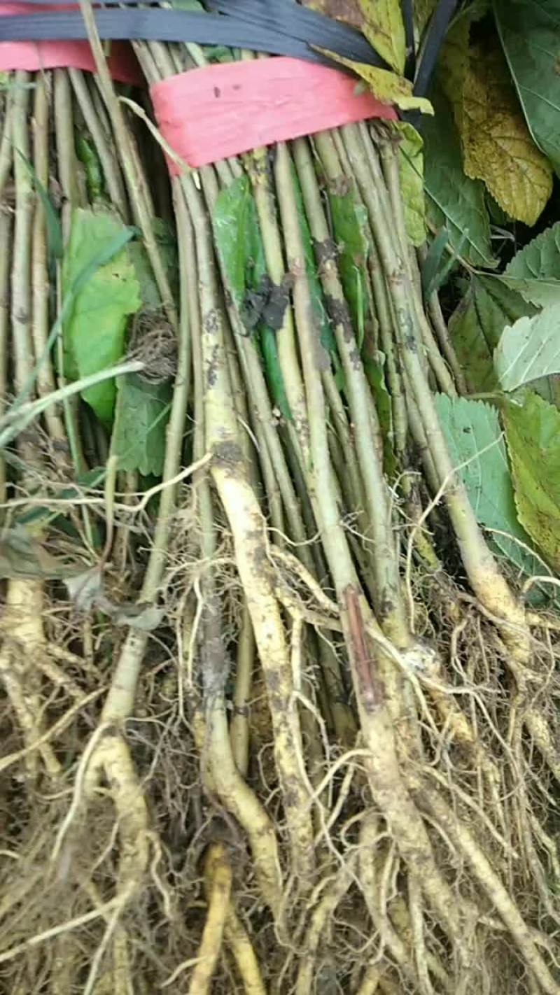 大叶杂交桑桂桑优6号,2号,12号,62号.粤桑51