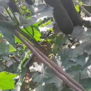 海南特产黑皮冬瓜价格就是便宜走车