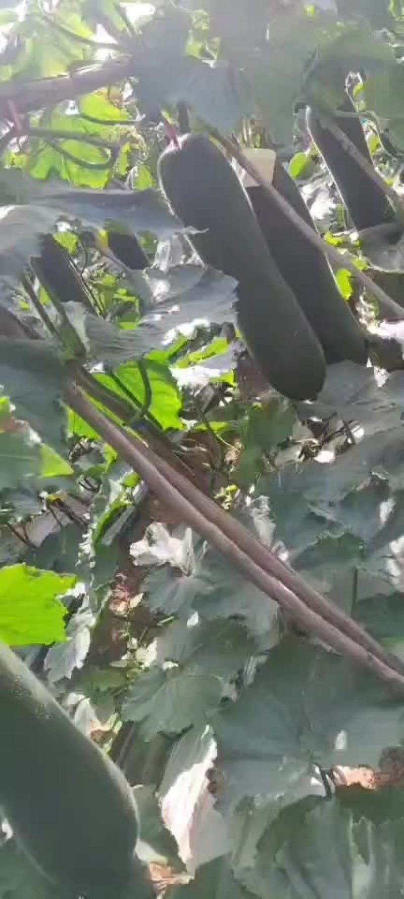 海南特产黑皮冬瓜价格就是便宜走车
