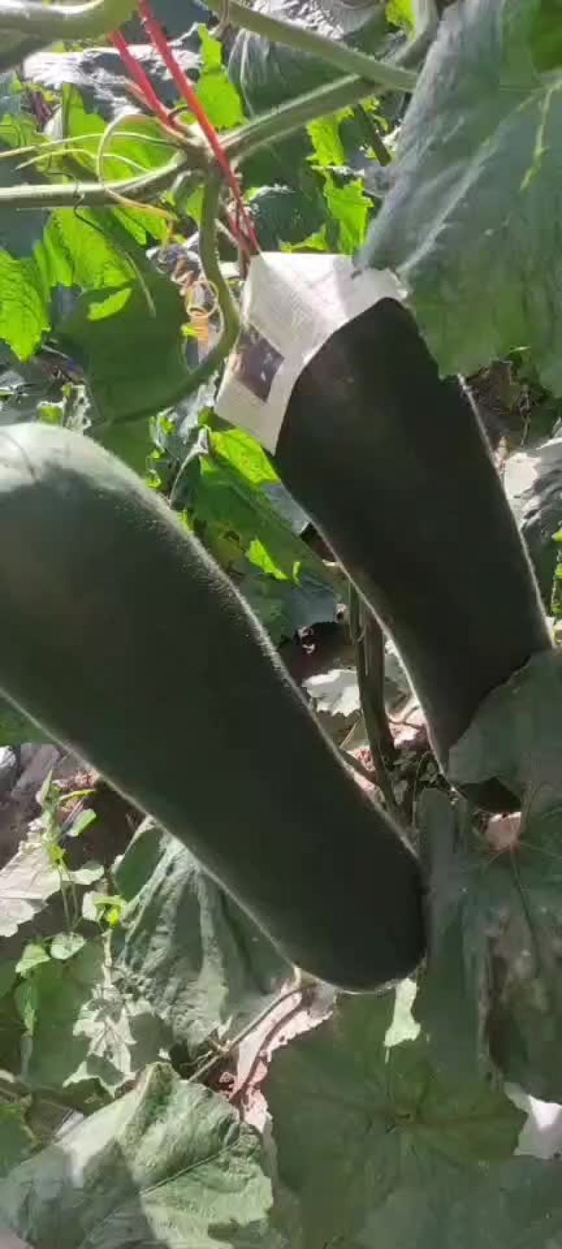 海南特产黑皮冬瓜价格就是便宜走车