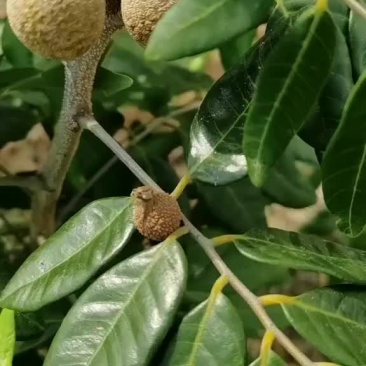 四季蜜龙眼树苗