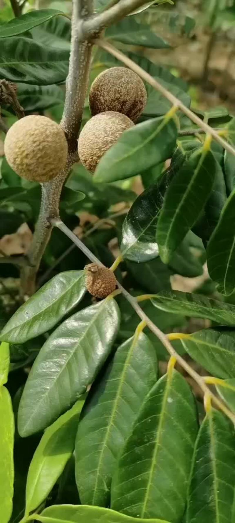 四季蜜龙眼树苗