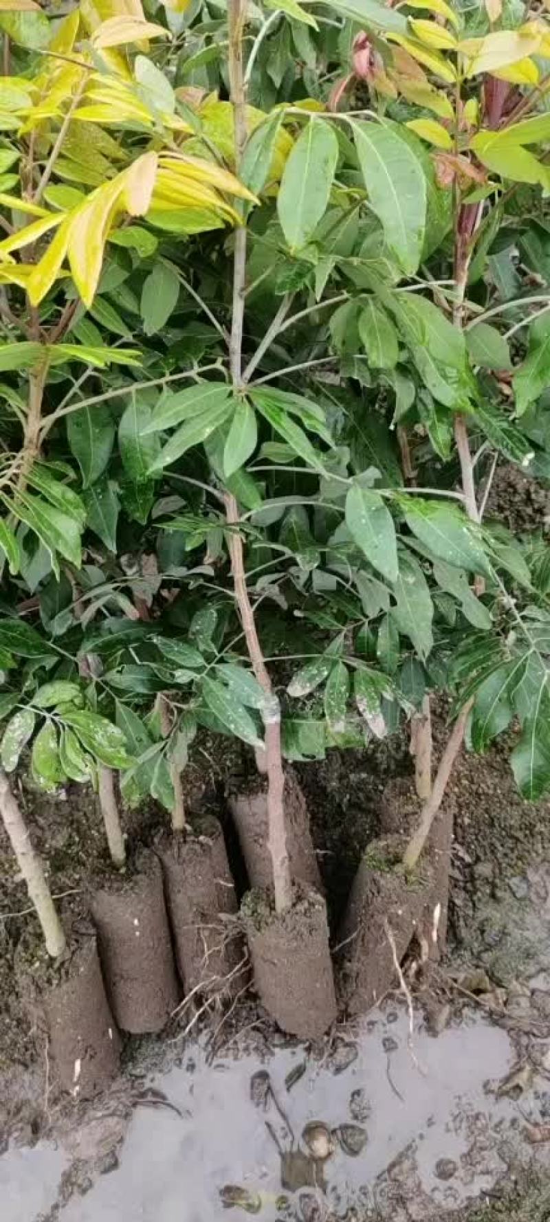 四季蜜龙眼树苗
