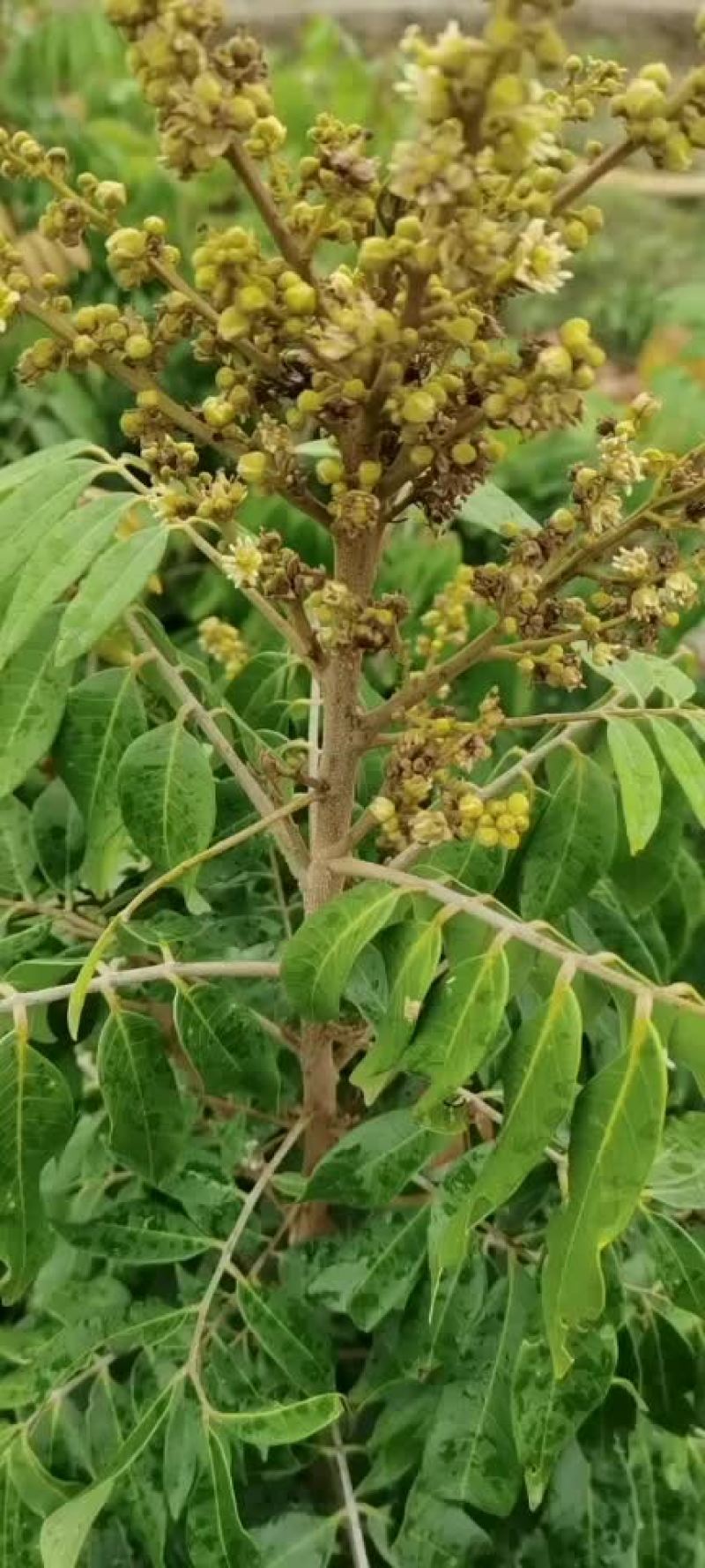 四季蜜龙眼树苗