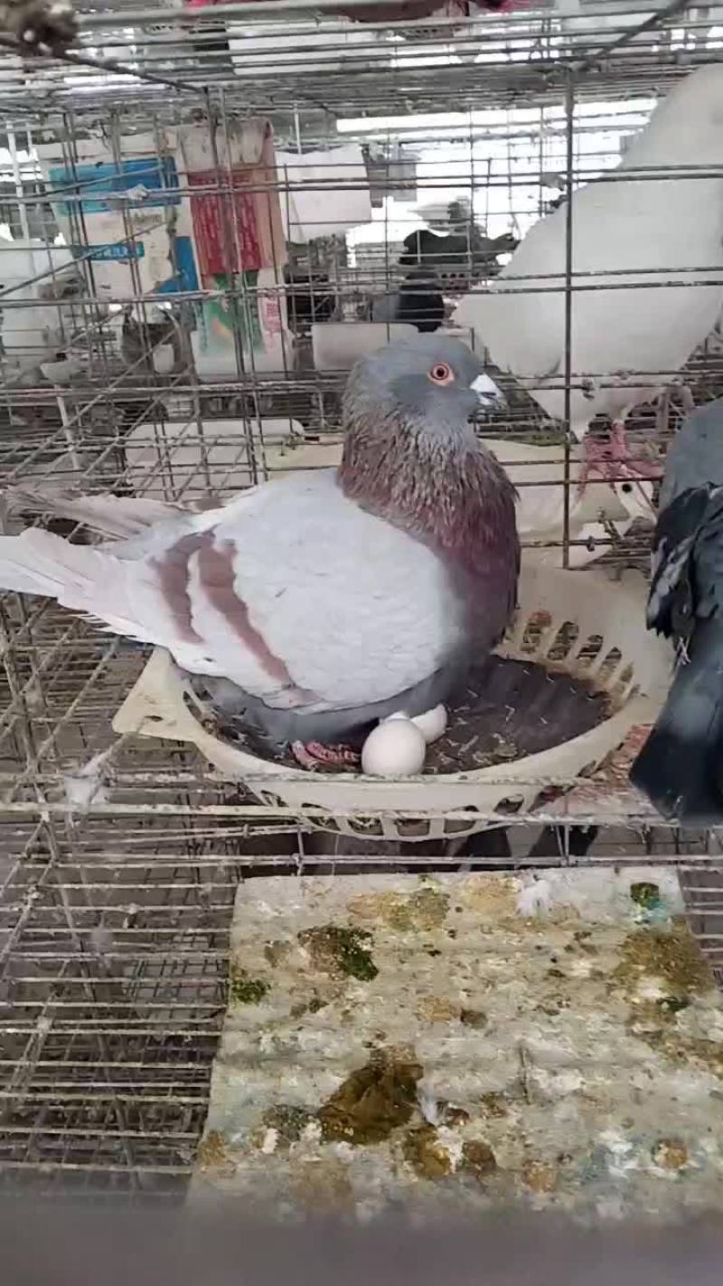 散养区白羽王和落地王月月产鸽月月产蛋一年十窝一窝俩