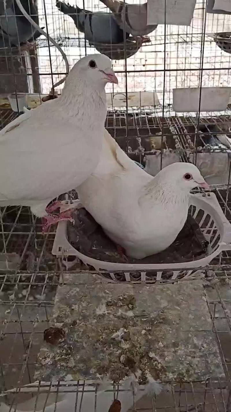 散养区白羽王和落地王月月产鸽月月产蛋一年十窝一窝俩