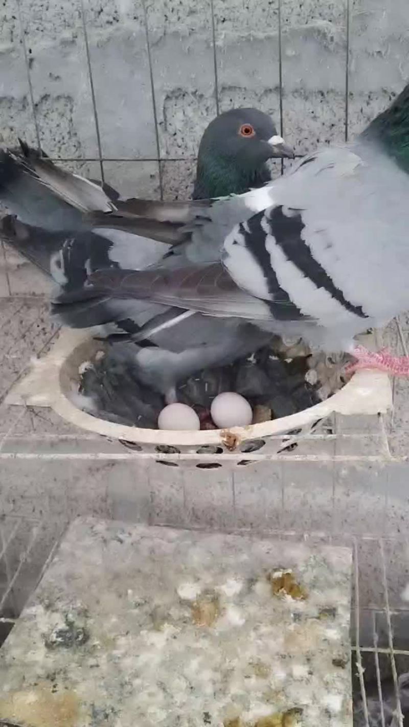 散养区白羽王和落地王月月产鸽月月产蛋一年十窝一窝俩