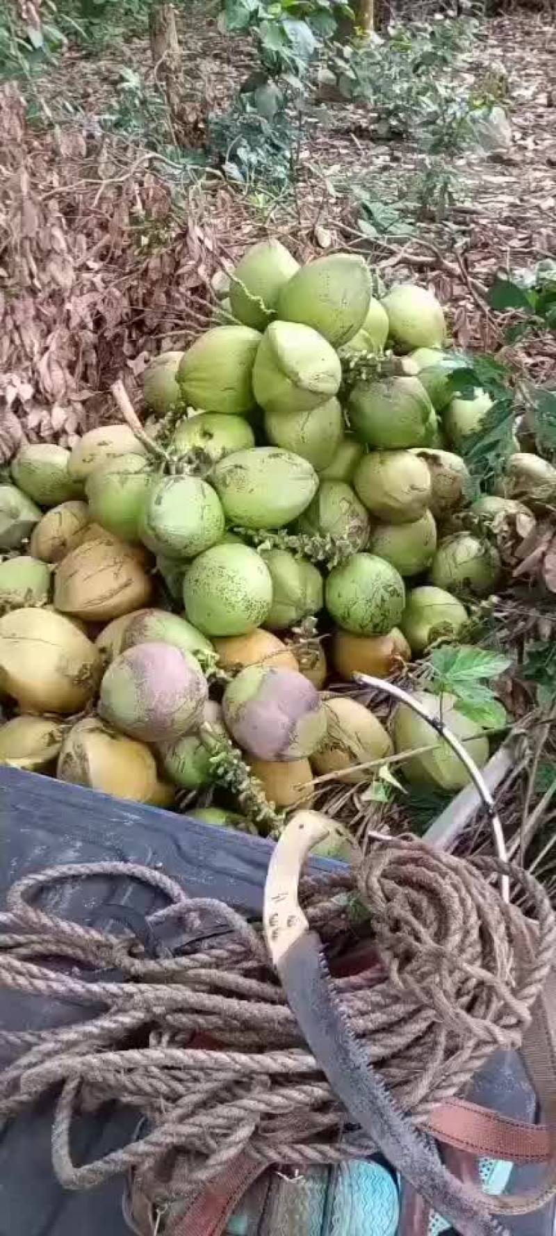 天然椰子水不添加任何济