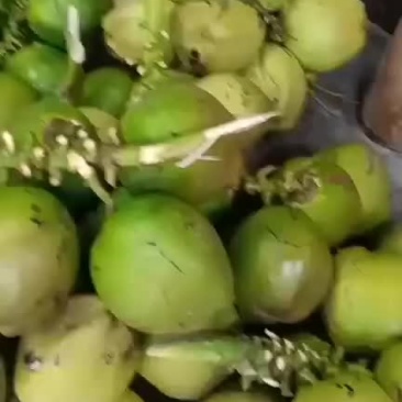天然椰子水不添加任何济