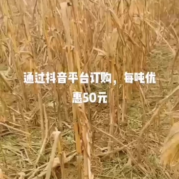 牛羊草料玉米秸秆